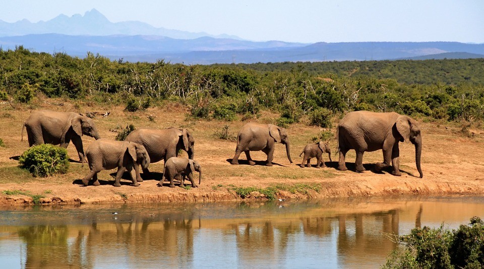 Troupeau d'éléphants d'Afrique