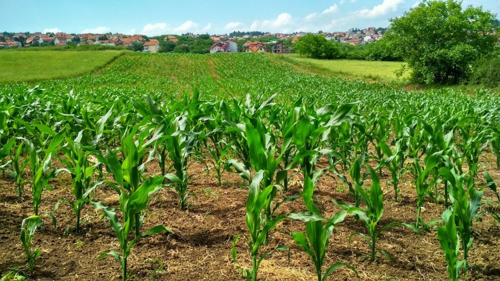 agriculture traditionnelle