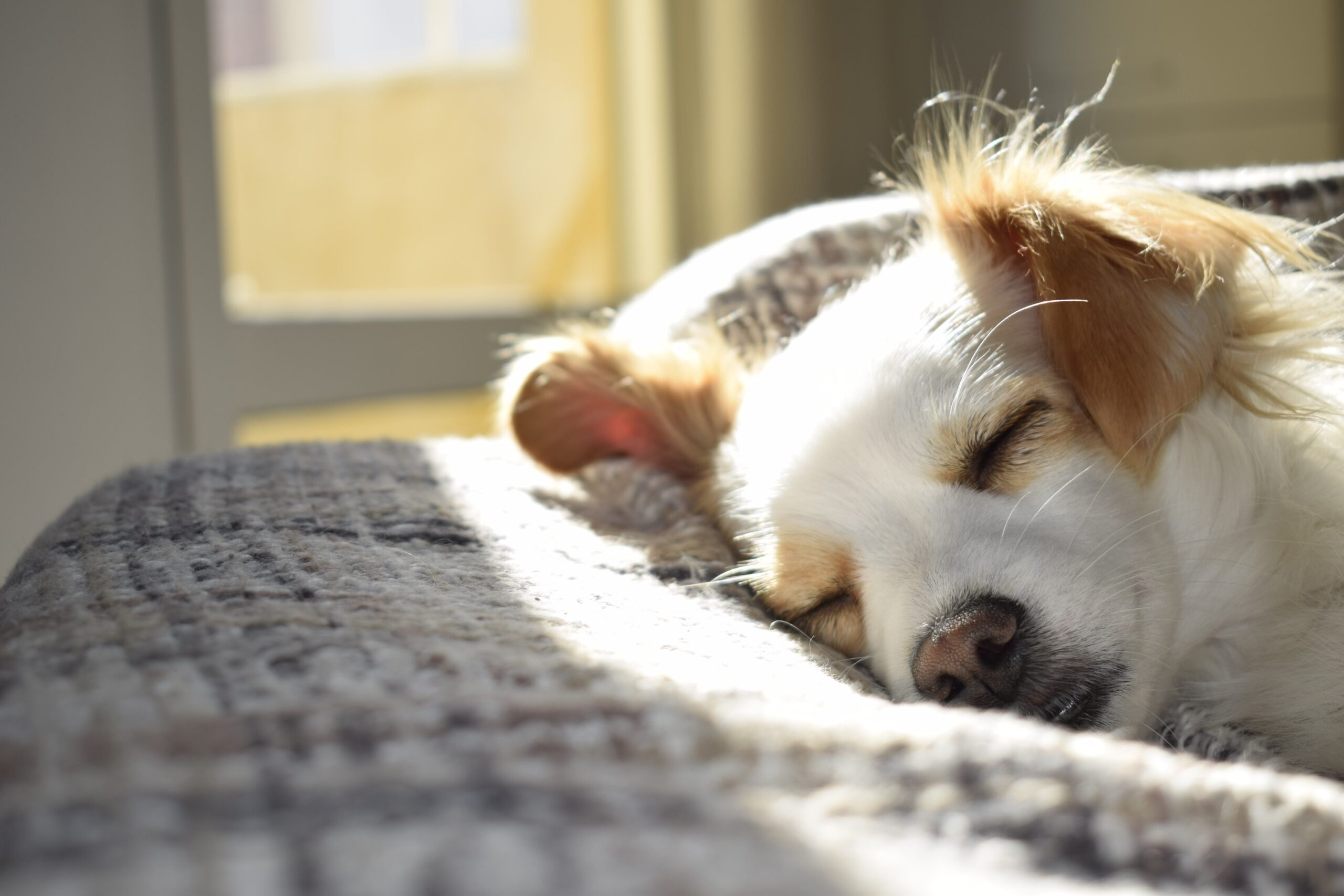 Choisir la bonne alimentation pour un chien en surpoids